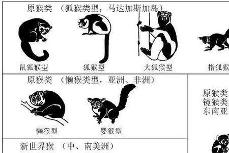 猿叫声用字怎么形容