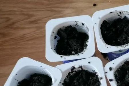 风味酸奶可以用种菜吗
