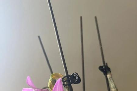 红龙石斛花期在几月