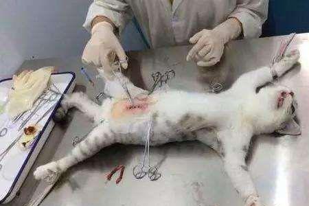 猫咪发育期间可以绝育吗