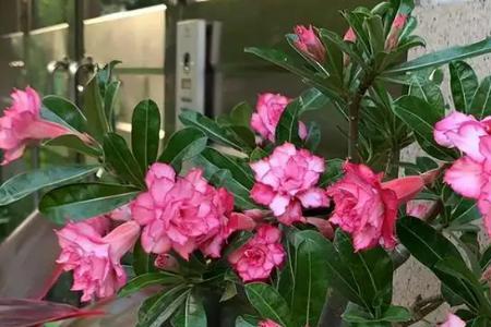 沙漠玫瑰哪个品种最香