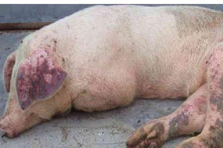 猪瘟出现时为什么连片的猪死亡