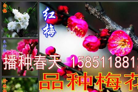 乌梅属于哪个梅花品种
