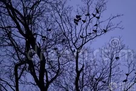 乌鸦夜里叫吗
