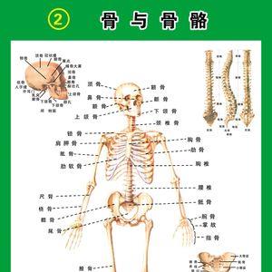 人体最小的骨头读音