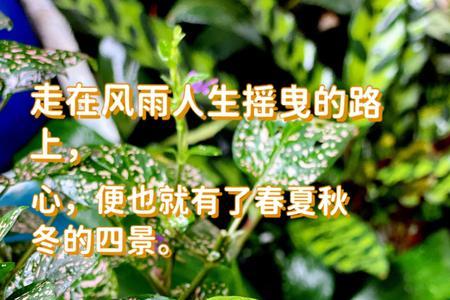 风雨摇曳什么意思
