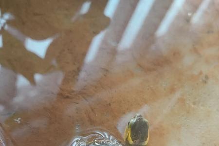 三厘米的是黄缘龟蛋嘛