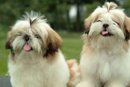 西施犬为什么不听话