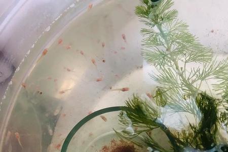 黑壳虾和苹果螺哪个除藻快