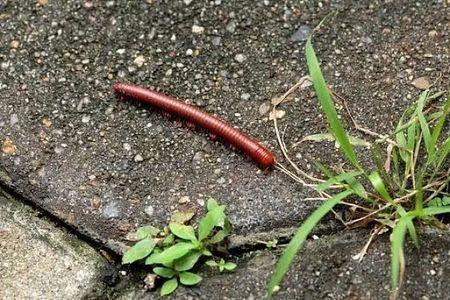 千足虫长大后变什么