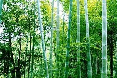 竹子需要什么营养生长最快