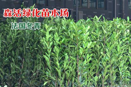 四季常青近义词反义词