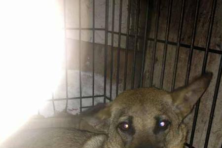 六指马犬是什么