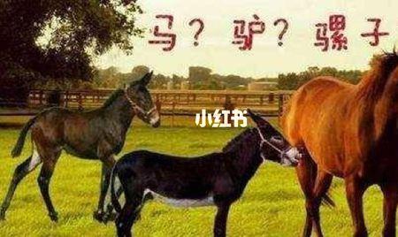 有指着驴口里喊马的成语