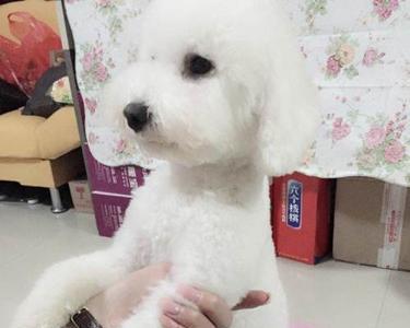 比熊犬几个月可以剪毛