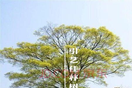 庭院门前栽朴树好不好