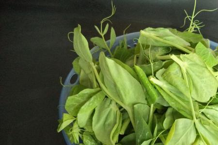 豆苗怎么摘