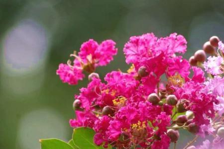 紫薇花养殖方法大全
