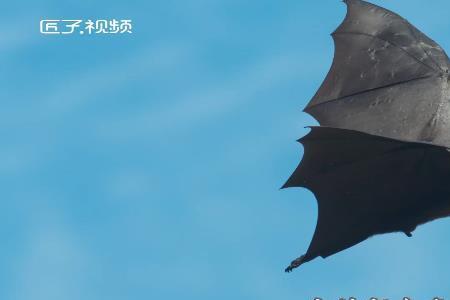 蝙蝠冬天藏哪里去了