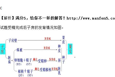 子房和子房壁有什么区别