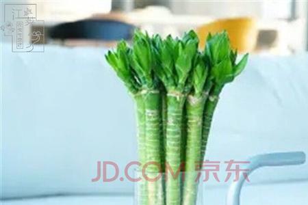 移栽的竹子用快速生根粉可以吗