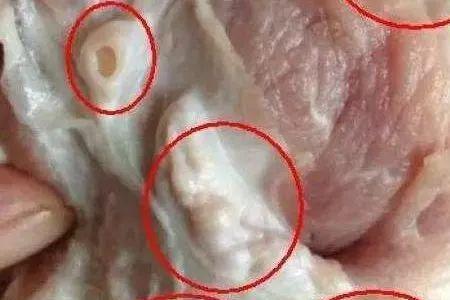什么是猪壳肉
