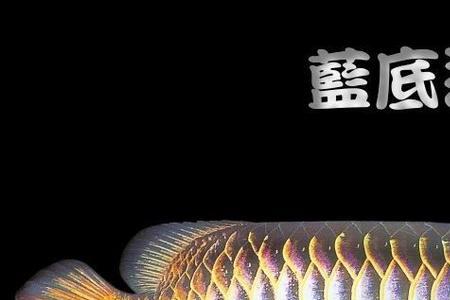 金龙鱼一年四季都需要加热吗