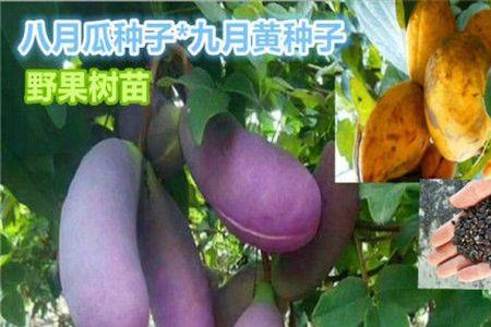 十大爬藤水果排名