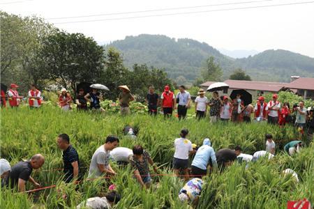 稻花鱼怎么分公母