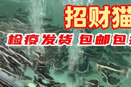 大口鲶招财猫哪个养着好玩