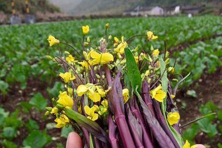 洪油菜是什么
