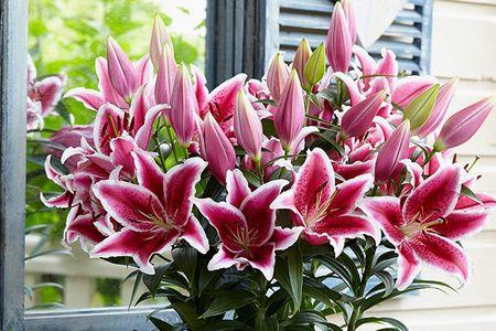 百合花四季都开吗