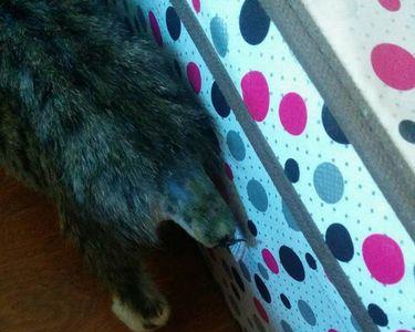 猫咪断尾怎么判断