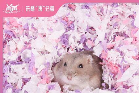 仓鼠夏天的时候用纸屑行不行的