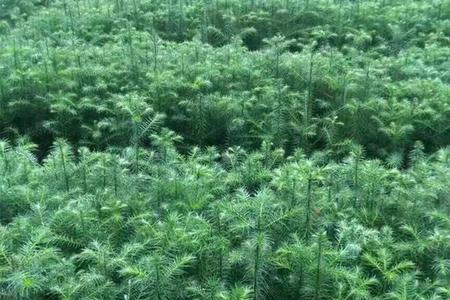 刺杉种植方法与技巧