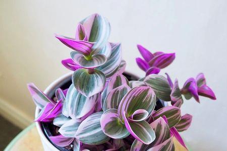 油画吊兰和紫竹梅有什么区别