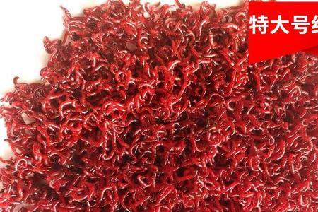 红虫挂钩和拉饵哪个好
