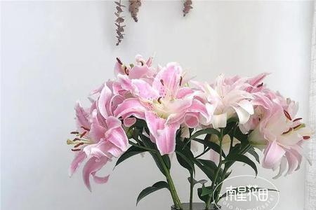 重瓣百合花期多久开花