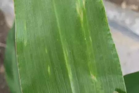 像玉米虫咬的飞虫是什么