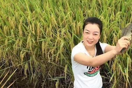 稻花鱼长不大的原因