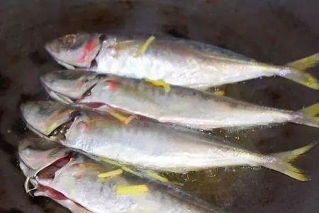 黄尾巴浪鱼和普通巴浪鱼