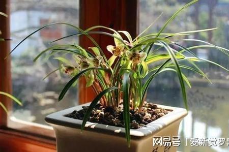 火山岩养兰花好吗