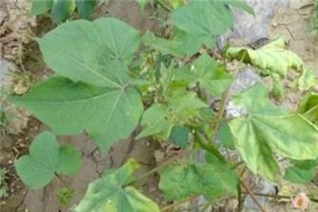 棉花豆还叫什么名字