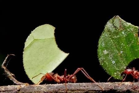 庞姆变成嵌合蚁的经过