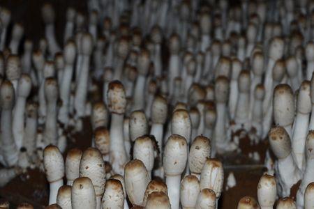 广东适合种那些食用菌