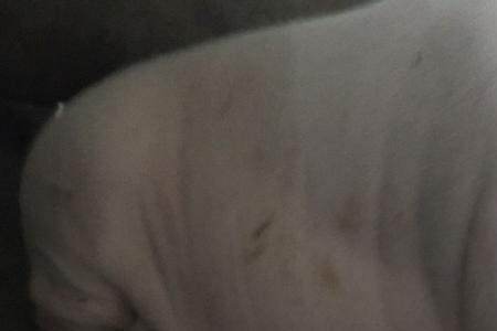怀孕母猪的正常体温是多少