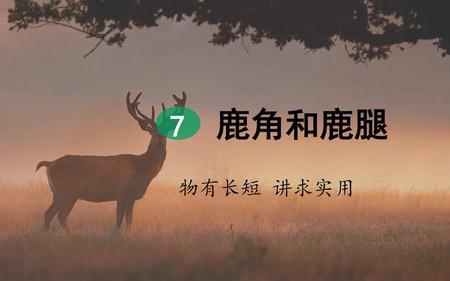 鹿的角和腿各有什么特点