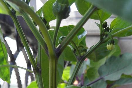 茄子开白花是什么品种