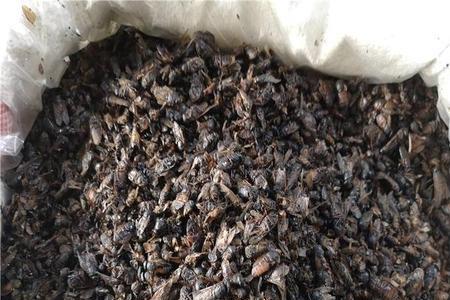 东北的牛虻是什么样的