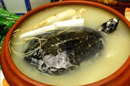 甲鱼胆苦吗